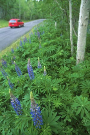 Lupines_Park_Loop