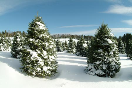 Christmas_Tree_Harvest_001