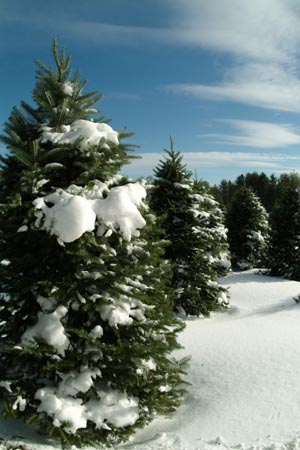 Christmas_Tree_Harvest_002