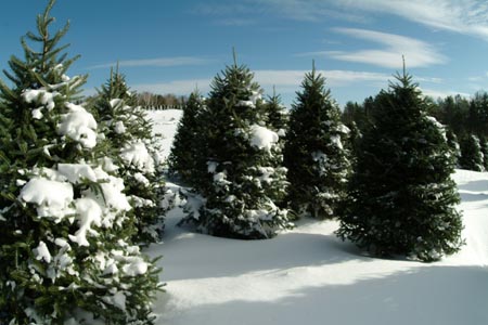 Christmas_Tree_Harvest_003