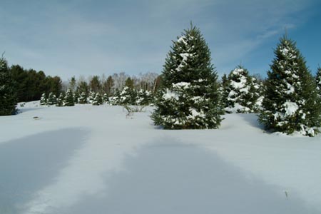 Christmas_Tree_Harvest_005