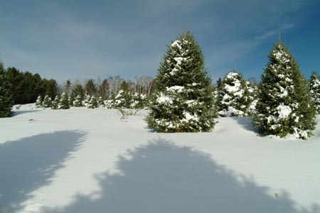 Christmas_Tree_Harvest_007