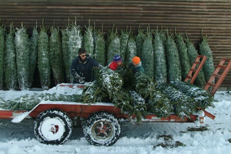 Christmas_Tree_Harvest_009