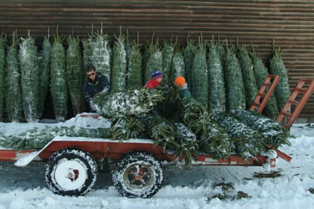 Christmas_Tree_Harvest_010