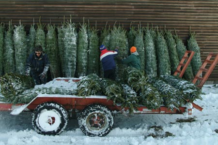 Christmas_Tree_Harvest_011