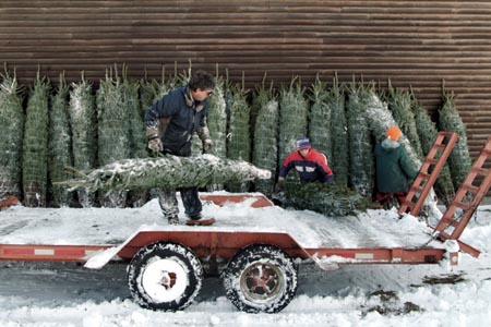 Christmas_Tree_Harvest_014