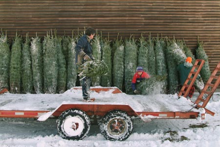 Christmas_Tree_Harvest_015