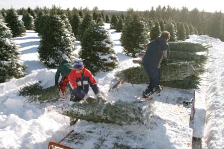 Christmas_Tree_Harvest_017