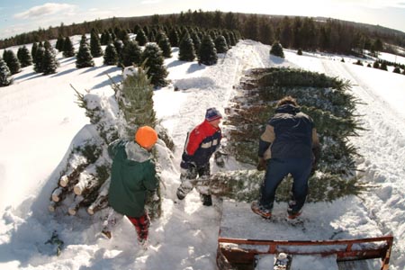 Christmas_Tree_Harvest_018