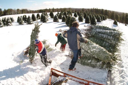 Christmas_Tree_Harvest_019