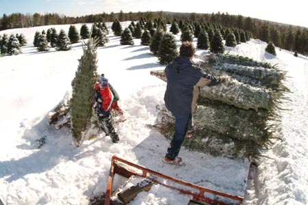 Christmas_Tree_Harvest_021