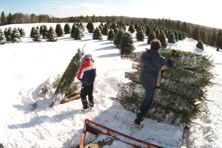 Christmas_Tree_Harvest_022