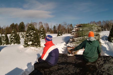 Christmas_Tree_Harvest_023