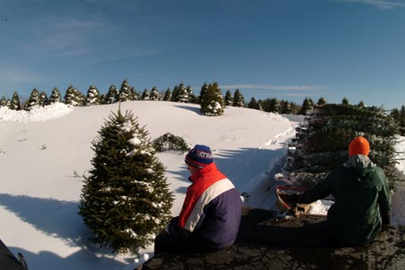 Christmas_Tree_Harvest_028