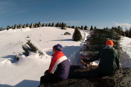 Christmas_Tree_Harvest_030