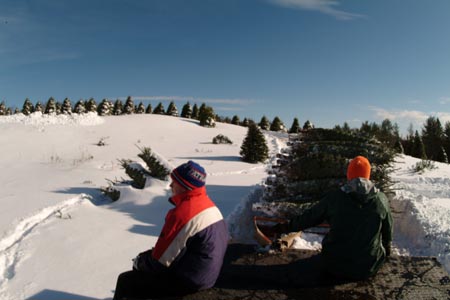 Christmas_Tree_Harvest_031