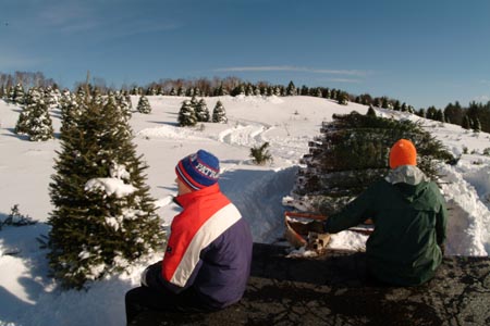 Christmas_Tree_Harvest_033