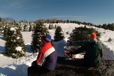 Christmas_Tree_Harvest_034