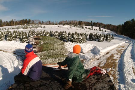 Christmas_Tree_Harvest_037