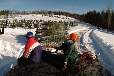 Christmas_Tree_Harvest_039