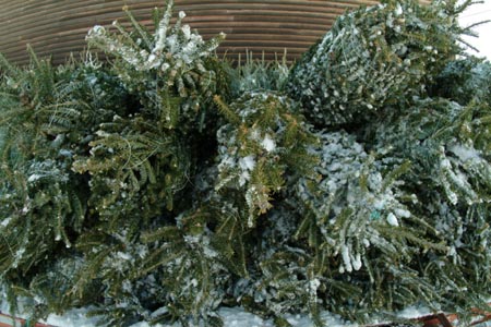 Christmas_Tree_Harvest_041
