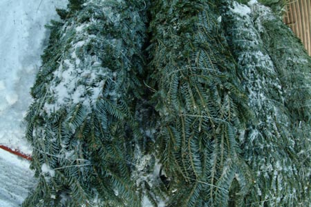 Christmas_Tree_Harvest_043