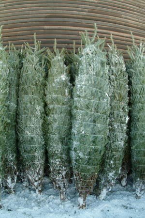 Christmas_Tree_Harvest_048