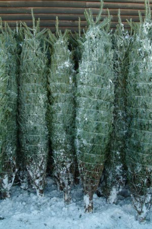 Christmas_Tree_Harvest_051