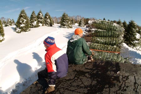 Christmas_Tree_Harvest_077