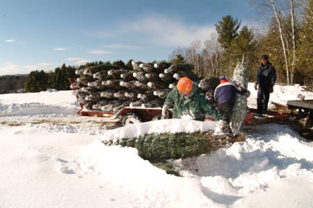 Christmas_Tree_Harvest_114
