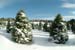 Christmas_Tree_Harvest_001