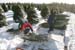 Christmas_Tree_Harvest_017