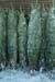 Christmas_Tree_Harvest_051