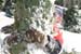 Christmas_Tree_Harvest_057