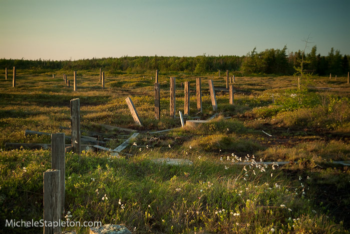 Corea Maine