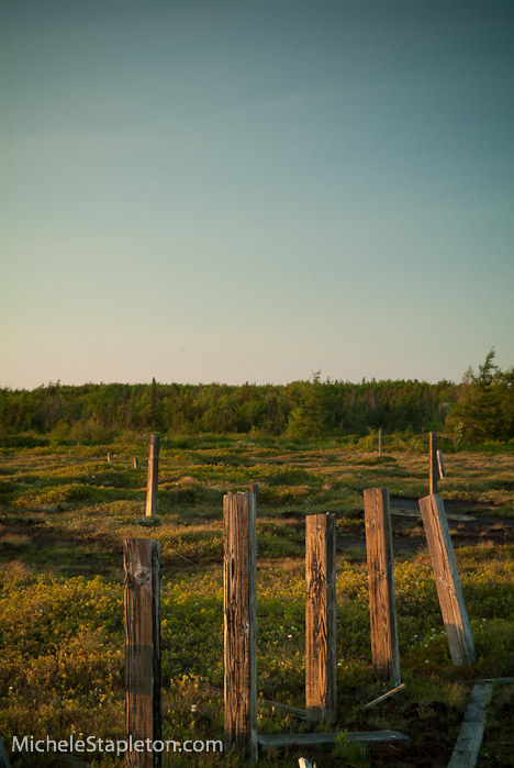 Corea Maine