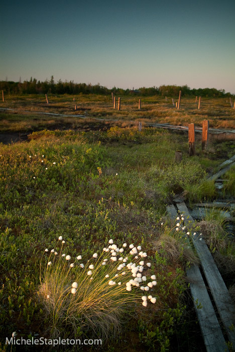 Corea Maine