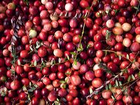 cranberries(rh)_0001a