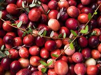 cranberries(rh)_0002a