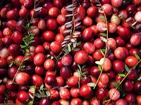 cranberries(rh)_0005a