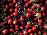 cranberries(rh)_0007