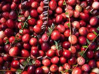 cranberries(rh)_0010a