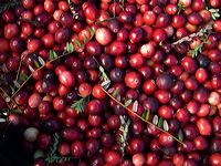 cranberries(rh)_0017