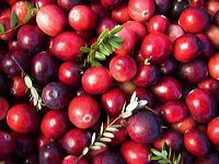 cranberries(rh)_0022a