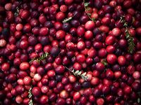 cranberries(rh)_0036