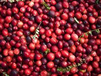 cranberries(rh)_0037a