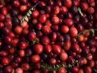 cranberries(rh)_0056