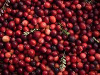 cranberries(rh)_0067