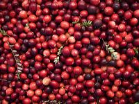 cranberries(rh)_0073