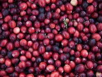 cranberries(rh)_0123